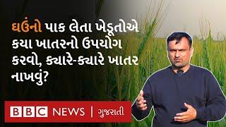 Gujarat Farmer : ઘઉંની ખેતી કરતા ખેડૂતે ખાતર નાખવામાં શું ધ્યાને રાખવું? #Gujarat #Farming #Wheat