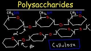 Polysaccharides - Starch, Amylose, Amylopectin, Glycogen, & Cellulose - Carbohydrates