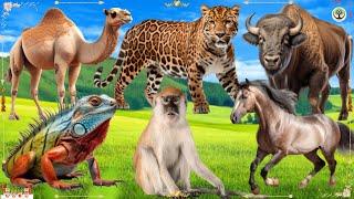 Cute baby monkeys, familiar sounds: camel, leopard, bison, iguana, monkey, horse