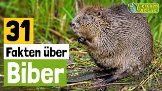 31 Steckbrief-Fakten über Biber - Doku-Wissen über Tiere - für Kinder