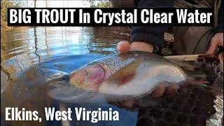 We found the TROUT! West Virginia Trout Fishing (Elkins, West Virginia)