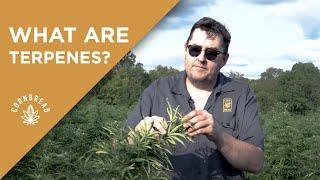 What is a Terpene?