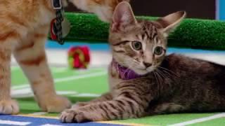 Kitten Bowl 2017