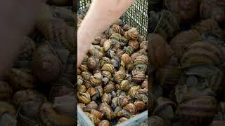 It can take up to a year for snails to reach adulthood.  #snailmucin #skincare #cosmetics