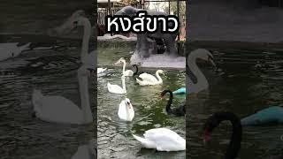 หงส์ขาว