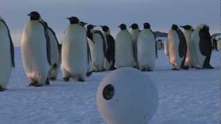 Robot Snowballcam confuses Emperor Penguins