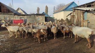 1 жылда 2 жолу тууйт || Козуларын сатып пайда табамын || Арашан койлору г.Кара-Балта