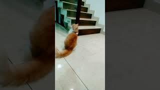 Funny cat  simba #shorts#catlover #funnyshorts