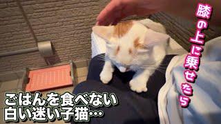 【白い迷い子猫】ごはんを食べない子猫を膝に乗せました…