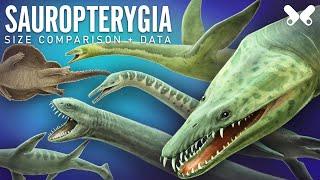 PLESIOSAURS and other relative Marine Reptiles. size comparison and data