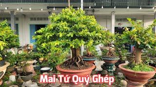 Ngày 01/10 - Mai Tứ Quý Ghép - Mai Cánh Tròn - SBSG - SBBL