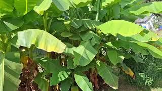 Musa sikkimensis: can you grow edible Bananas without protection in Germany? - Yes