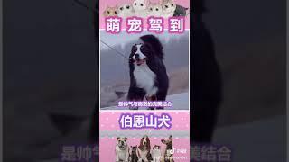 萌宠驾到 不拆家 机智 忠诚 稳重 帅气 黏人 (瑞士)伯恩山犬Bernese Mountain Dog