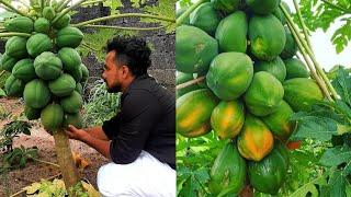 വിട്ടിൽ പപ്പായ കൃഷി ചെയ്യുമ്പോൾ 3 കാര്യാo ശ്രദ്ധിച്ചാൽ മതി /papaya cultivation