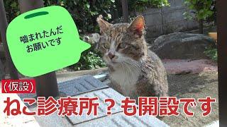 ズック①　ねこ食堂に来る野戦の野良猫達