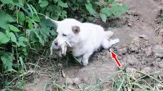 Paralyzed stray dog ​​mother holds newborn puppy in mouth, looking for a shelter