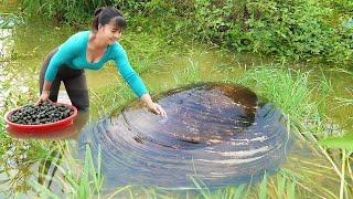 Harvesting Mussels Underneath The Mud Goes To Market Sell - Cooking Mussels | New Free Bushcraft