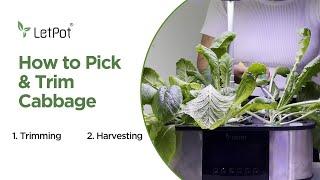 How to Pick & Trim Cabbage