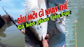 Buổi câu trắm cỏ quá đã