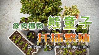 多肉植物熊童子扦插繁殖方法 | Cotyledon Tomentosa Propagation