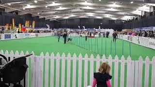 Dog agility (weave poles)