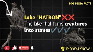 Did you know | The lake that transforms animals into stones| #fats #intrestingfacts BobPediafacts