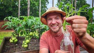 Easily Propagate Tomatoes  |3 Simple Steps|