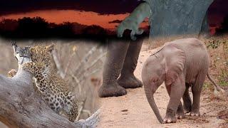 LIONS try to STEAL  PINK Elephant  LEOPARDS at PLAY 