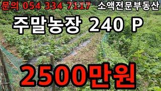 (NO.617) 영천땅 영천부동산 주말농장 240P 매매가 2500만원 땅사모TV