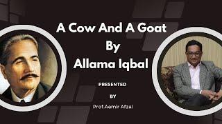 A Cow and a Goat