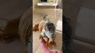 This family adopted the poor Iguana lying motionless on the grass #iguana #lizard #short