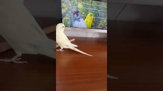 A NEW BIRD?? | Look who Honey chose? Don't forget to subscribe  #budgie #budgie