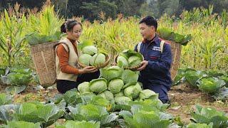 Couple Harvesting Cabbage : From Field to Market to Family Meal - How Will it Happen | Lý Phúc An