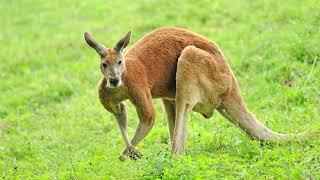 The red kangaroo