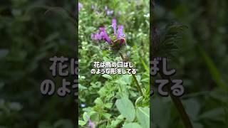 春の雑草にも名前があるよ