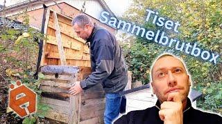 Sichtkontrolle der Sammelbrutbox in Tiset, Dänemark - #mäderhonning