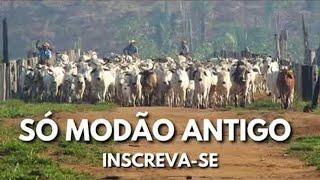 Modão das Antigas   Sucessos Sertanejos só Modão de Raiz