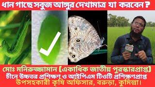 ধানের সমস্ত পোকা দমনের উপায় । পাতা খেকো সবুজ শুঁড় লেদা পোকা দমন ।Paddy Rice Green Horned Caterpillar