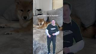 #elonmusk dance annoys puppy #calmdown #puppy #music #dogs #pets