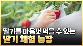 [황금나침반] 신선한 딸기를 바로 먹을 수 있는 딸기 체험 농장