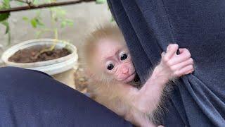 Will This Monkey's Affection for His Dad Melt Your Heart?