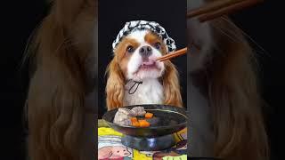 Ximai Puppy Likes to Eat Delicious Food - Team Puppies - Cute pet ep83 - #puppies #puppy #dog #cute