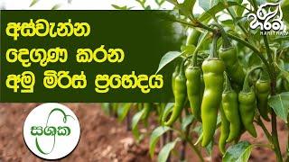 වගාවට පහසු අමු මිරිස් ප්‍රභේදය | Haritha Tv | sashrika