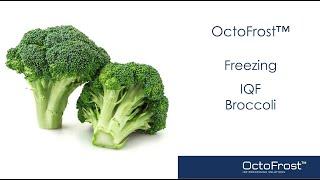 OctoFrost™ Frozen - IQF Vegetables: Broccoli