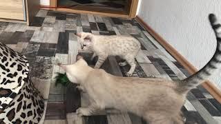 Olena and Medeus (Snow Savannah Cats) playing with our Rescue Cat Jazz