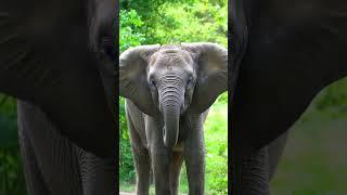#elephant #animals #zooanimals #natural #naturelovers #nature