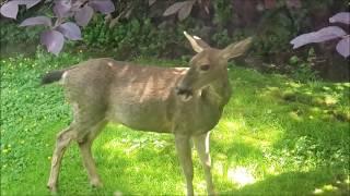 There's a Deer in the Yard!