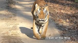 Tiger - Kanha National Park