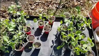 Broccoli Forest - transplanting, companion planting and weed control