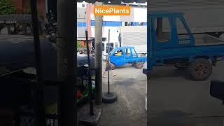 #AffordablepLants #NicepLants #Located #Jagna Bohol #phill #viralvideo #viralvideo #shotsvideo